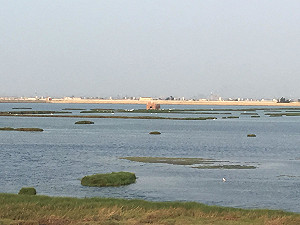 張景森承諾 嘉義鹽灘地施作太陽光電將兼顧生態保育