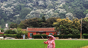 看雪景不必出國！客家桐花祭邀您一同漫步五月雪