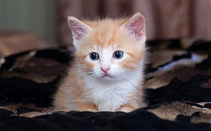 因少失大！民眾網售動物藥品觸法罰鍰9萬元