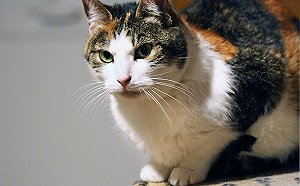 喵星人吃到小強！別緊張，這樣做就對了