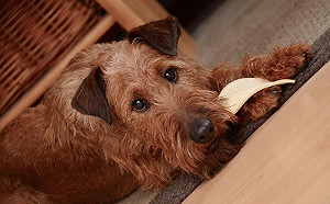 汪星人乾糧保存有重點！千萬別做錯