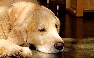 暖氣團發威　台北高溫飆破35度睡午覺很煎熬