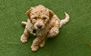 不是為了裝可愛！汪星人坐下前轉圈圈有原因