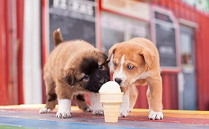 狗糧影響健康重大！乾糧與濕糧要用不同方式保存