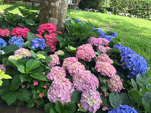 幸福限定在南庄 ！慢城五月繡球花開浪漫滿分