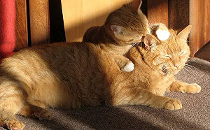 貓糧影響喵星人健康！成份表要注意看清楚