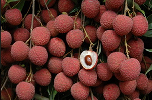 蟲害！ 今年荔枝會貴鬆鬆 楊貴妃藍瘦香菇