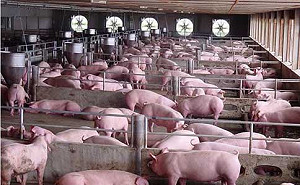 販售黑心豬仔疫苗  防檢局配合檢調查獲