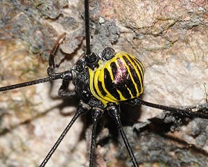 大雪山、拉拉山  發現三種台灣特有新種盲蛛