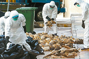 中國山西省出現H7N9流感  陸委會發布黃色旅遊警示