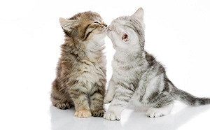 今天啾一個了嗎？喵星人愛啾啾有原因