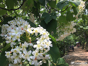 媽咪也要賞桐耍浪漫  全台五月雪賞花地圖大搜密