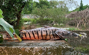 花蓮橋下釣到虎斑「鴨嘴怪魚」　驚人身世曝