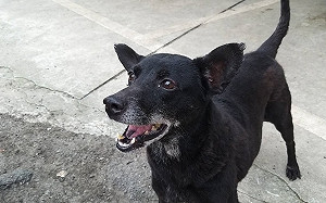 八里動物之家也有萌萌的「圓圓」 期待圓夢找到新家