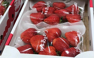 好市多日本草莓檢出禁用農藥　唐吉軻德也有