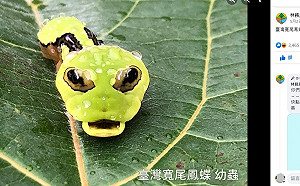 林務局曝光台灣寬尾鳳蝶幼蟲 網笑小朋友裝大蠎蛇