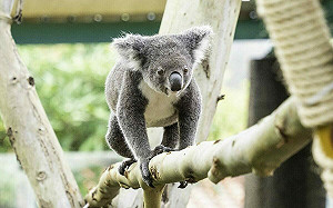 無尾熊萌樣靠近看！台北市立動物園：每週三推出進階版教育解說