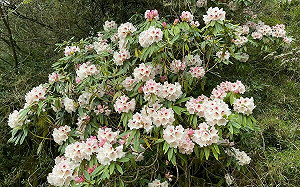 玉山旱象未解！主峰高山杜鵑花苞數量少 