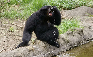 北市動物園遭爆動物交換管理疏失！園方回應了