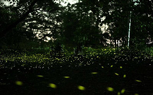 南投賞螢去！到竹山秘境體驗夏日「螢」河夜遊