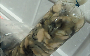 越南進口牡蠣含砷量超標５倍！立委轟未盡責  食藥署說話了