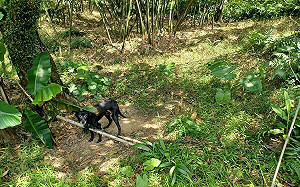 走失犬受困粗網失蹤四天   新北動保處偕機警民眾馳援成功