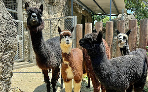  草泥馬感染禽流感？ 美國愛達荷州發現首例