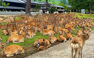 日本奈良鹿遭報復性餵食！老子不吃了笑翻