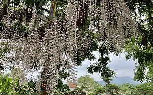 母親節帶媽媽放鬆一下！台南不踩雷賞花行程快安排