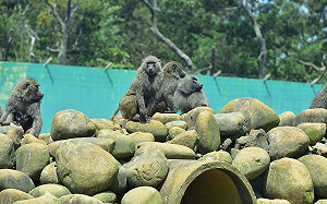 六福村狒狒區今復查！林務局：大致已符合改善要求