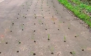 宛如回到全民大煉鋼! 水泥地上種農作物 鋼筋插石頭 「退林還耕」大亂象