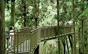 踏青注意！溪頭、鳳凰園區7/1門票全面調漲