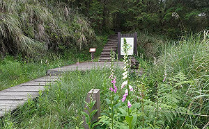 仲夏賞花去！太平山小風鈴「毛地黃」盛開中 粉紅色系超吸睛