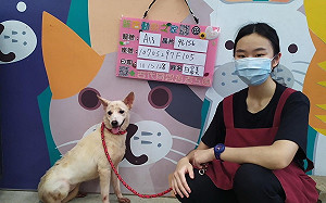 新北動保處、愛心人士與新手毛媽攜手  結束浪犬白富美兩周驚魂記