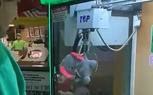 (影)夾娃娃機抓中大象！洞口卻走出1隻貓