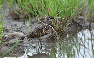 世界候鳥日  新北新海溼地賞「彩鷸」需遵守3不原則
