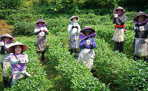 三芝茶農助婦女二度就業   產製櫻花茶獲世界綠茶大賽金獎