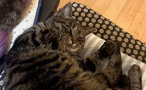 7kg胖貓成凶器！飼主睡覺驚醒：肋骨裂開了