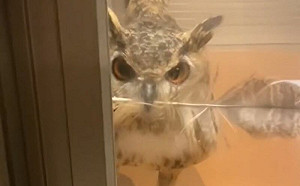 貓頭鷹求開門！給完禮物秒害羞離開