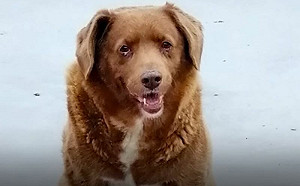 世界最年長狗31歲了！主人曝長壽秘訣