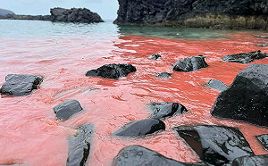 澎湖珊瑚產卵大爆發 七美海域成粉紅海