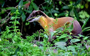 黃喉貂現身武陵農場！農場籲：與「可愛殺手」保持適當距離