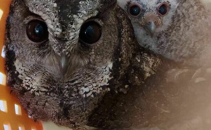 抽油煙機清出一窩貓頭鷹 新北動保處幫領角鴞蓋新家保天倫樂