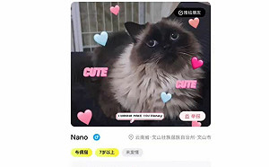 寵物界也有Tinder！牠真誠寫自介：我是公公