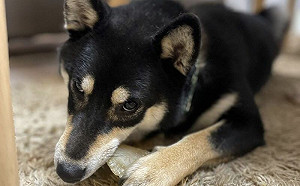 黑柴討厭女醫！「見男生靠近」態度秒轉變