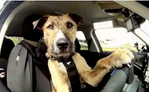 你確定車是「它」開的? 美司機疑酒駕被警攔 把狗換上駕駛座企圖躲刑責