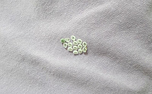 收衣服驚見14顆卵！內行揭真相崩潰