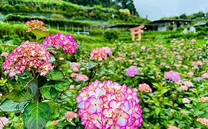 陽明山浪漫約會！2023竹子湖繡球花季5/20夢幻登場