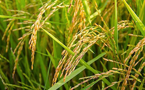 小滿將至！3生肖工作運旺到炸　升職又加薪