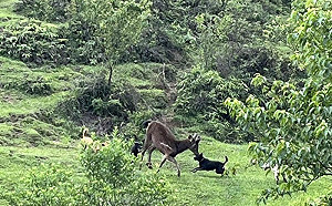 陽明山擎天崗現4狗幫！台灣水鹿慘被圍